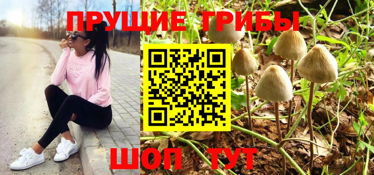 Псилоцибиновые грибы Cubensis  где купить   Вход с VPN  Стрежевой  Псилоцибиновые грибы мицелий 